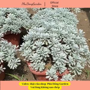 Cây Cúc Mốc cao 25cm | Lỗi 1 đổi 1 Lá cây ánh bạc cuốn hút mọi ánh nhìn trang trí sân vườn tiểu cảnh