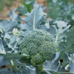 pupuk booster brokoli 100ml - mempercepat pertumbuhan dan pembungahan