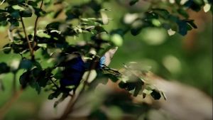 [SHAMPOO] HAPPY KEMIRIKU SHAMPOO / SAMPO