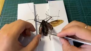 40mm Insect Pin Specimen Needle Stain Sl untuk Laboratorium Sekolah