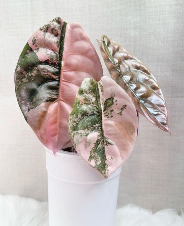 Alocasia Cuprea red secret PINK variegated (งานถุง 1ต้น) | Lazada