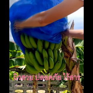 แพคละ 100 ใบ ถุงห่อกล้วย ขนาด 30x40 นิ้ว และ 30x45 นิ้ว เกรด A เนื้อหนา ใช้ซ้ำได้ ถุงห่อกล้วยหอม ถุงคลุมกล้วย ถุงห่อกล้วยพลาสติกฟ้า