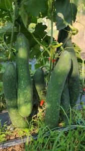 Hạt Giống Bí Xanh Dài Bì Xặc Việt Nam - Gói 10 Hạt Tương Thích Tưới Nước Gieo Trồng Quanh Năm