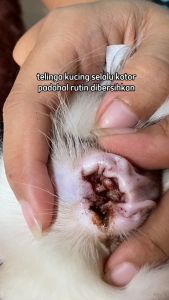 Royal Care obat tetes telinga kucing dan anjing obat pembersih telinga kucing10 ml