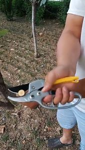 Prakan EOSM กรรไกรตัดกิ่งไม้SK5 กรรไกรแต่งกิ่ง กรรไกรสแตนเลส กรรไกรสำหรับตัดแต่งกิ่งไม้ ดอกไม้ เครื่องมือจัดทำสวน