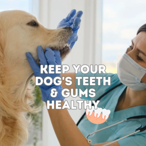 Pet Logic Dental Brush Bone Chews Pouch 225g BEEF Dog Treats  Pet Grooming  Oral Care