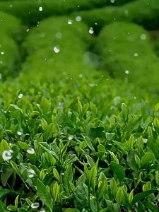Special Grade Spring Tea Tieguanyin Strong Aroma