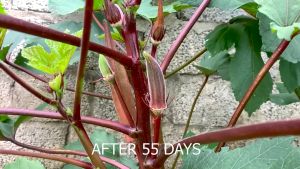 RED OKRA/RED RUBY (5PCS SEEDS) - HYBRID/EASY TO PLANT/EASY TO GROW/ FOR GARDEN & FARMING
