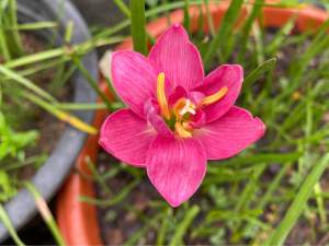 003.หัวดอกบัวดิน Fragrant Purple Jade หยกม่วงหอม หัวละ 30 บาท