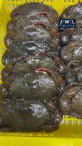Restaurant Quality Bulk Soft Shell Crab by Jewel Crabs 40-200g 500g & 1kg Restaurant Supply