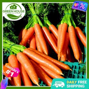 Green House® Hybrid Carrot Seeds: 300 Seed F1 Planting Guide