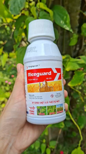[TRUNG THIEN THINH] 1 CHAI RICEGUARD 40 OD 250ML – THUỐC TRỪ CỎ HẬU NẢY MẦM TRÊN RUỘNG LÚA ĐẶC TRỊ CỎ LỒNG VỰC CỎ CHỈ CỎ ĐUÔI PHỤNG