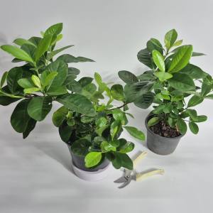 KTgarden ต้นพุดซ้อน ใหญ่ กระถาง 7.5นิ้ว พุดซ้อน ดอกมีกลิ่นหอม