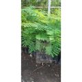 Fire tree/ Flame tree Delonix regia seedlings. 
