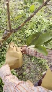 ถุงห่อผลไม้ ขนาด 20 x 30 ซ.ม. 20 x 35 ซ.มจำนวน 100 ใบ ถุงห่อมะม่วง ถุงคาร์บอน ทีเอบี ป้องกันแมลงวันทอง ช่วยให้ผลไม้มีสีและผิวส【COD】