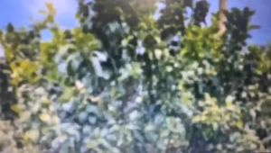 30*20cm Pembungkus Buah/Fruit Cover Anti Serangga/Kantong Jaring Pembungkus Buah