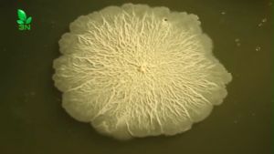 Gói 1 Kg Vi Sinh Bacillus Amyloliquefaciens 100 Tỷ CFU/gr Dùng Cho Chăn Nuôi Và Nông Nghiệp