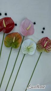 ￼REAL TOUCH ANTHURIUM X1 MIRIP ASLI BAHAN PLASTIK PREMIUM BUNGA PALSU LIDAH BUNGA ARTIFICIAL FLOWER ANTURIUM ANTHURIUM DEKORASI DECORATION FLORIST BUNGA MAINAN