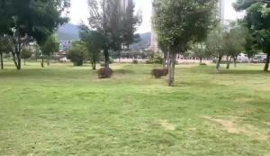 Outdoor Camping Foldable Chair Folding Chair Camping Chair Outdoor Folding Chair Recliner Portable Armchair Beach Chair Fishing Chair Home Nap Office Noon Break Bed Chair