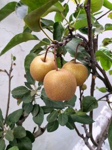 Bibit buah pir berbunga