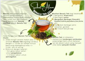 Benalu Teh herbal benalu teh asli ramuan tradisional