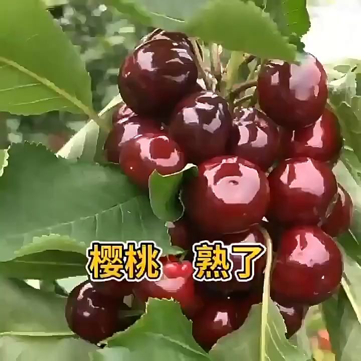 10/20/30seeds Sweet Cherry Seeds for Planting Dwarf Fruit Trees Plants Organic Fruit Seeds-A613