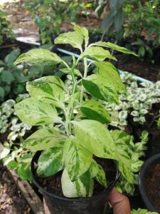 นางกวักราชินี กวักเงิน กวักทอง กวักเรียกทรัพย์​ นางกวักมหามงคล(  ต้นกระถาง 4 นิ้ว)​