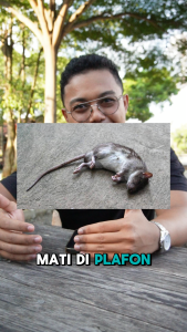 Racun Tikus Mati Kering - Rat Hunter