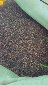 ข้าวไรซ์เบอรี่ นาปรัง สีไม่เข้ม แต่หอมอร่อย แบบบรรจุถุง 5 กก. I พร้อมส่งมีจำนวนจำกัด