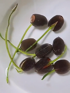 Hạt giống hoa sen mini Nhật mix màu - 1 gói 5 hạt