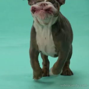 1kg Doggo Lamb Beef Vegetables All Stages Adult Puppy Hypoallergenic Dog Dogs Pet Dry Food