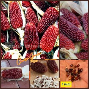 5 BUTIR BIJI/BENIH JAGUNG STRAWBERRY POPCORN