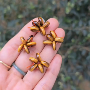 Q2635 Charm ngũ đồng điếu Mắt Hổ Vàng Nâu sẵn lỗ 2li hợp Thổ & Kim - Phong Thủy TUDO