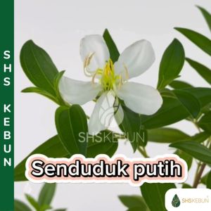 Pokok Senduduk Putih Pokok Herba Pokok Bunga Putih Melastima Decemfidum Outdoor Plant Live Plant Pokok Hidup Hiasan Luar Rumah SHS Kebun