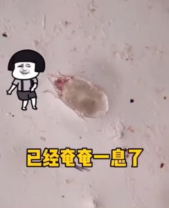 Anti Dust Mite Spray Hama Habuk Kill Bed Bug Insect Pest Control Fabric Disinfectant Spray Hygience Care Ubat Pepijat