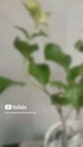 Tanaman Nusa Indah Bunga Putih