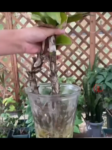 ปุ๋ยดอกบัว Water purification tablets เม็ดทำน้ำให้บริสุทธิ์สำหรับชามดอกบัว พืชน้ำ กำจัดสิ่งสกปรกทั่วไป กำจัดสิ่งสกปรก ง่วงนอนโลตัส