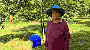 แมกม่า (Maxma) สารจับใบแมกม่า 1 ขวด 1 ลิตร (ฮอร์โมนพืช) ช่วยลดการสูญเสียยาและฮอร์โมน ทำให้สารที่ผสมร่วมออกฤทธิ์ได้เต็มที่