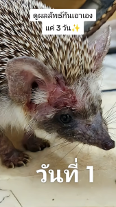 PURE PAW สเปรย์เพียวพาว พ่นรักษา เชื้อรา โรคผิวหนัง แผลสัตว์เลี้ยงแห้งเร็ว เลียเข้าปากได้