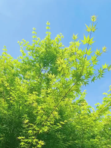 🇸🇬【READY STOCK】Resealable Vacuum Bag Travel Electric Pump Vacuum Bag Space Saving Home Clothes Storage Vacuum Bag