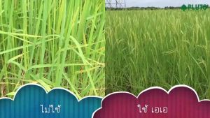 สารปรับปรุงดินชนิดแกรนูล เอเอโปรซอย 500 กรัม