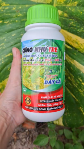 [TRUNG THIEN THINH] CỨNG NHƯ TRE chống đổ ngã mập cọng lùn thân chuyên lúa nếp chai 500ml