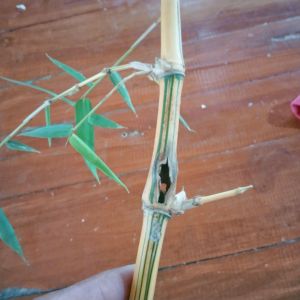 Bambu Kuning combong 100% Asli