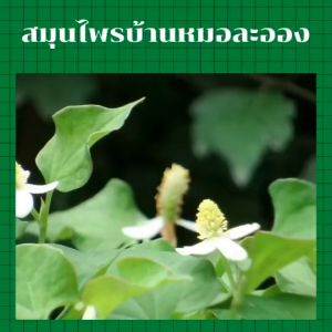 เจลว่านหางจระเข้ บ้านหมอละออง  แพ็กรวม 2 ขนาด 200ml คู่ 1000ml Aloe Vera Soothing Gel บ้านหมอละออง Aloe Vera Extract 99% ไม่แต่งสี ไม่มีแอลกอฮอล์ ของใหม่ No Paraben