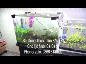 Túi 500gram Thuốc Tím KMnO4 Ấn Độ Xử Lý Nước Khử Trùng - Tắm Cá Hàng Chiết Lẻ Từ Thùng 25KG