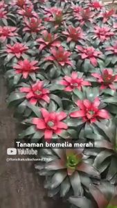 Tanaman Hias Bromelia Merah Super Original