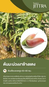 จิตตรา ต้นพันธุ์มะม่วงงาช้างแดงหรือหงเซียงหยา เสียบยอดสูง 60-80 cm ปลูกปีเดียวติดลูก พร้อมส่ง เครมฟรี ต้นพันธุ์ผลไม้ ต้นเตี้ย ผลดก