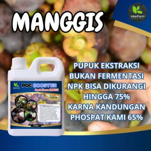 Pupuk pelebat buah manggis merah dan pupuk cair organik untuk manggis INTERFARM