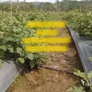 Benih Terong Bulat PROVITA F1 Isi 400 Butir Cap Panah Merah