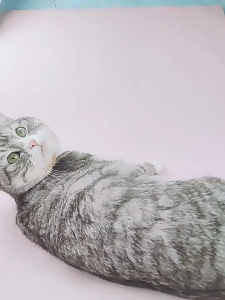 Đồ chơi cần câu Mèo nhiều banh bông (mẫu mới)  -  Love Pets Shop
